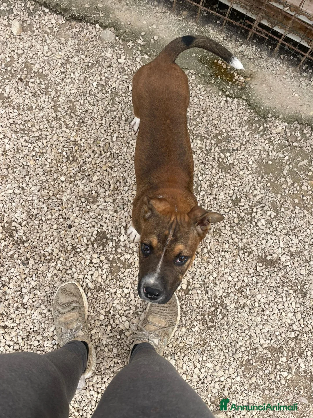 Pitbull cani in regalo: IL FANTASTICO CHOCO - Annuncio 2