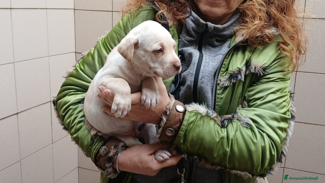Meticcio cani in regalo: SIMBA INC. LABRADOR HA BISOGNO DI TE, IN ADOZIONE - Annuncio 3