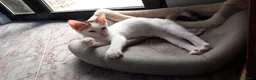 Europeo gatti in regalo: NIKITA, dolce gattina in adozione  - Annuncio 2