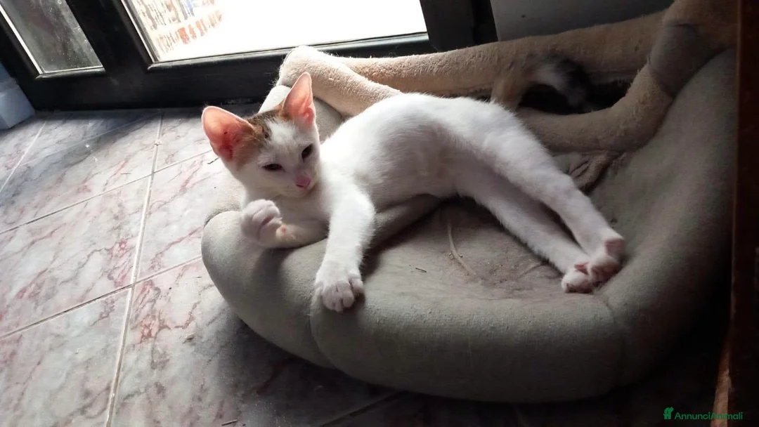Europeo gatti in regalo: NIKITA, dolce gattina in adozione  - Annuncio 2