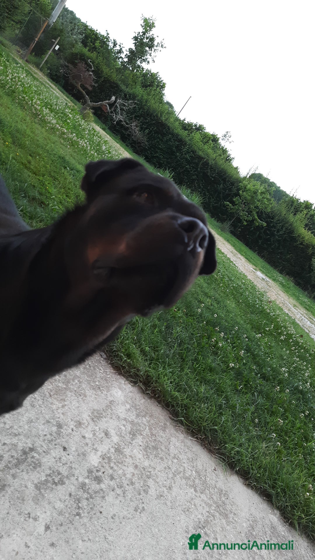 Rottweiler cani in vendita: Rottweiler prenotabili - Annuncio 2
