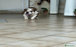 Bulldog cani in vendita: Vendo Bulldog Inglese Maschio a Provincia di Lecce - Immagine 2