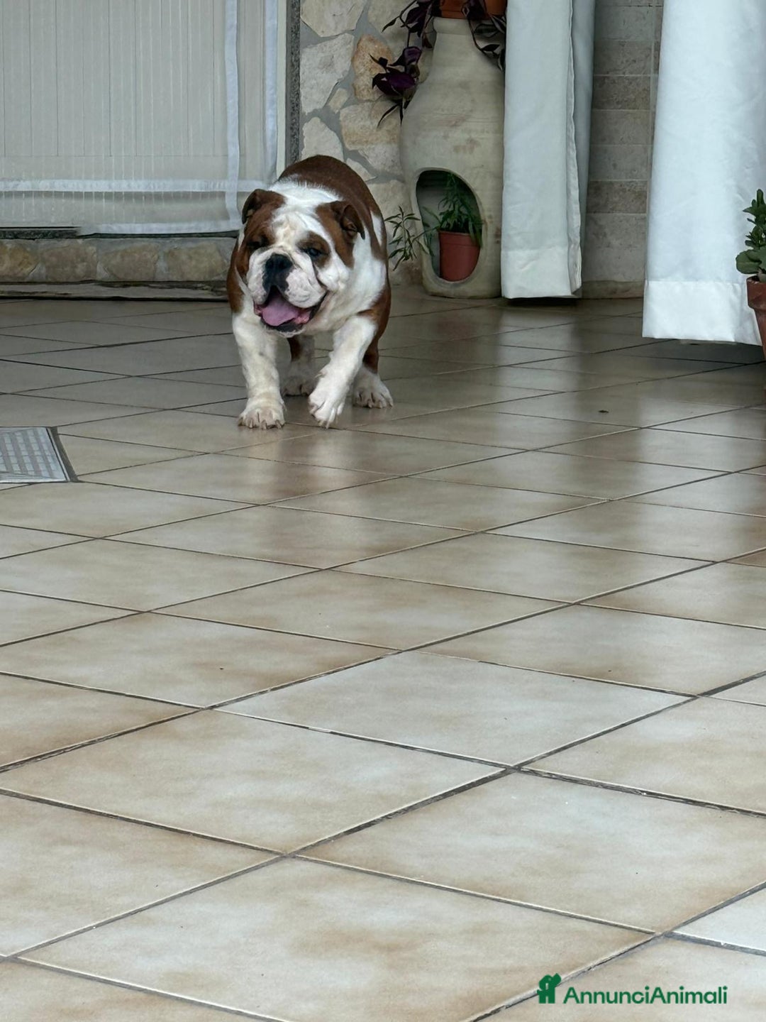 Bulldog cani in vendita: Vendo Bulldog Inglese Maschio a Provincia di Lecce - Immagine 2