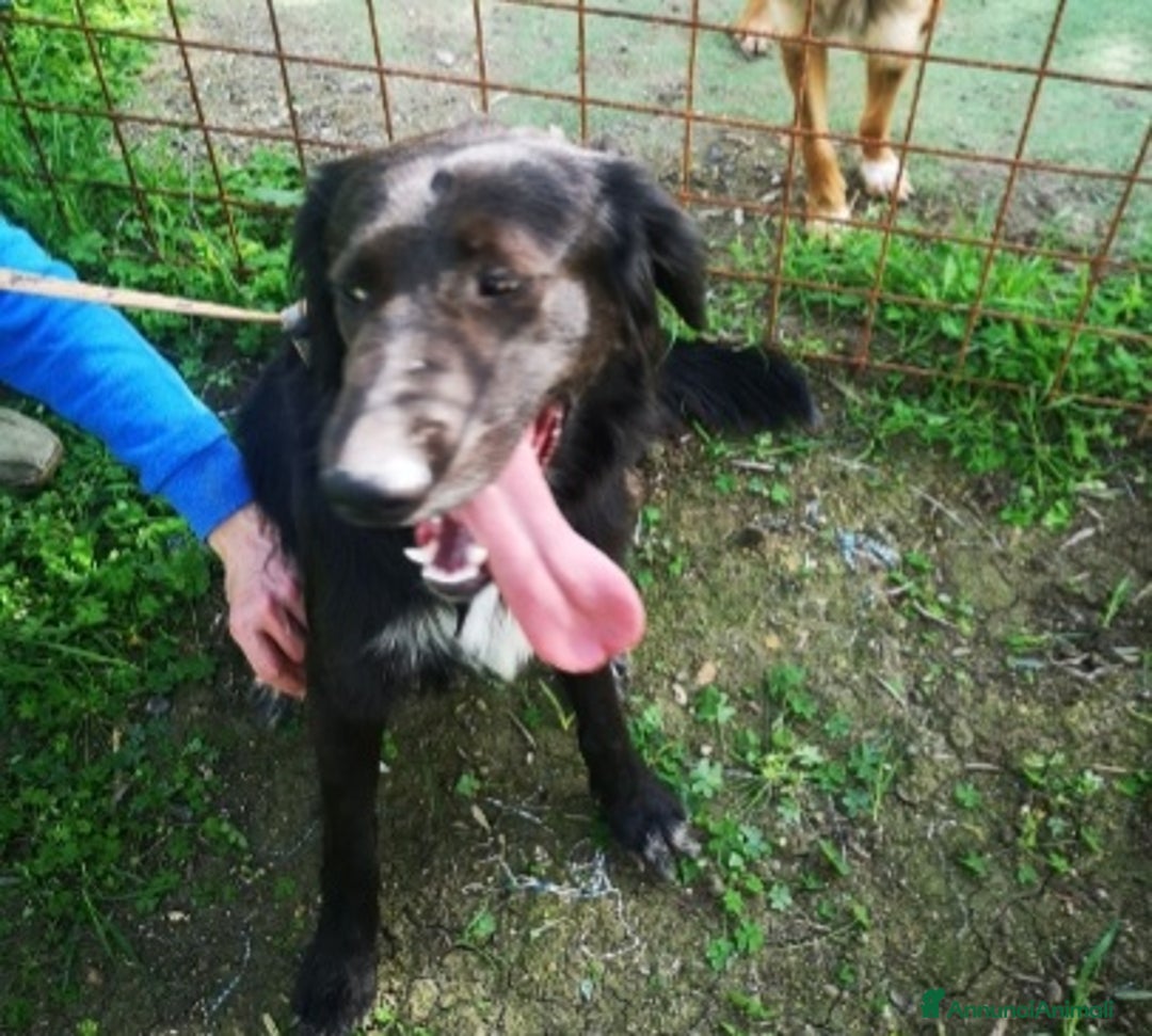 Meticcio cani in regalo: Pegaso mix Setter rimasto solo in box.COSENZA - Annuncio 2