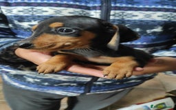 Bassotto cani in vendita: Bassotto Kaninchen a Provincia di Pavia - Immagine 2