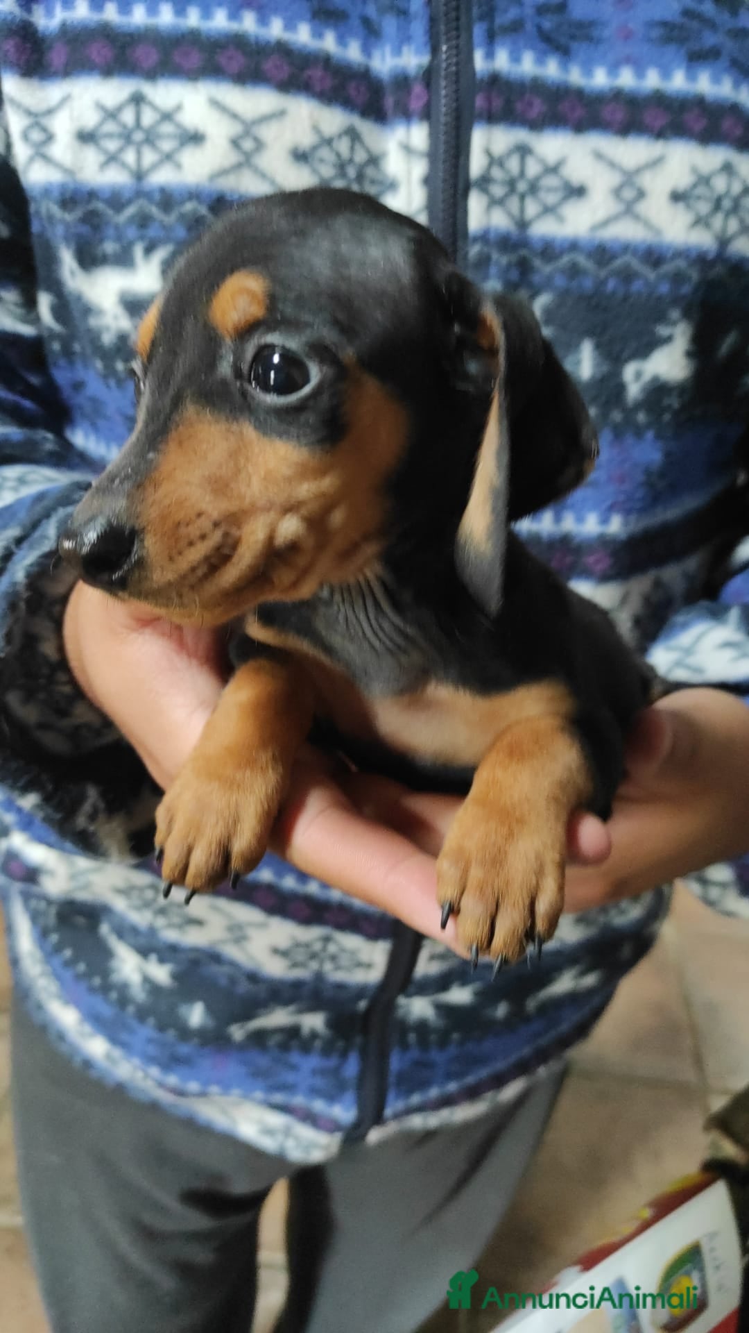 Bassotto cani in vendita: Bassotto Kaninchen a Provincia di Pavia - Immagine 2