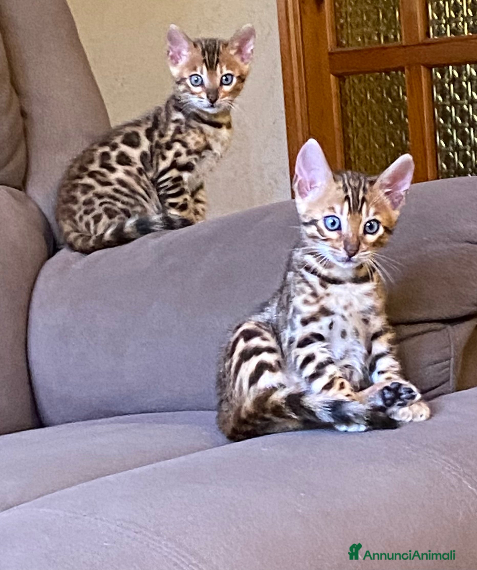 Bengala gatti gatto bengala  - Annuncio 9