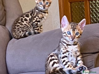 Bengala gatti gatto bengala - Annuncio 21