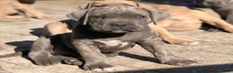 Cane Corso cani in vendita: Cuccioli di Cane Corso a Città Metropolitana di Napoli - Annuncio 3