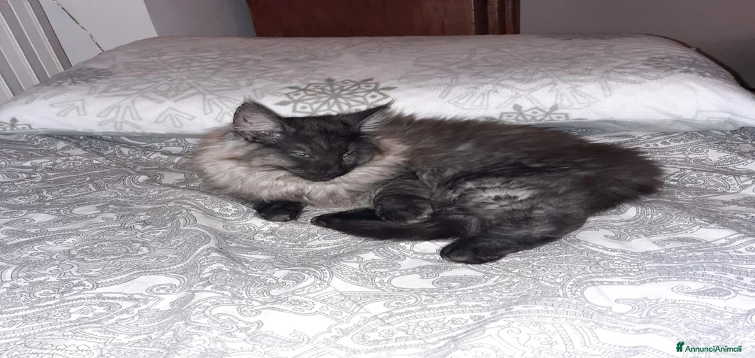 Immagine della galleria {{count}}