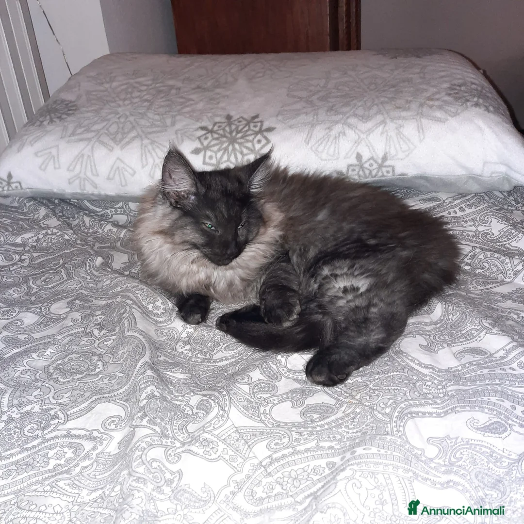 Immagine della galleria {{count}}