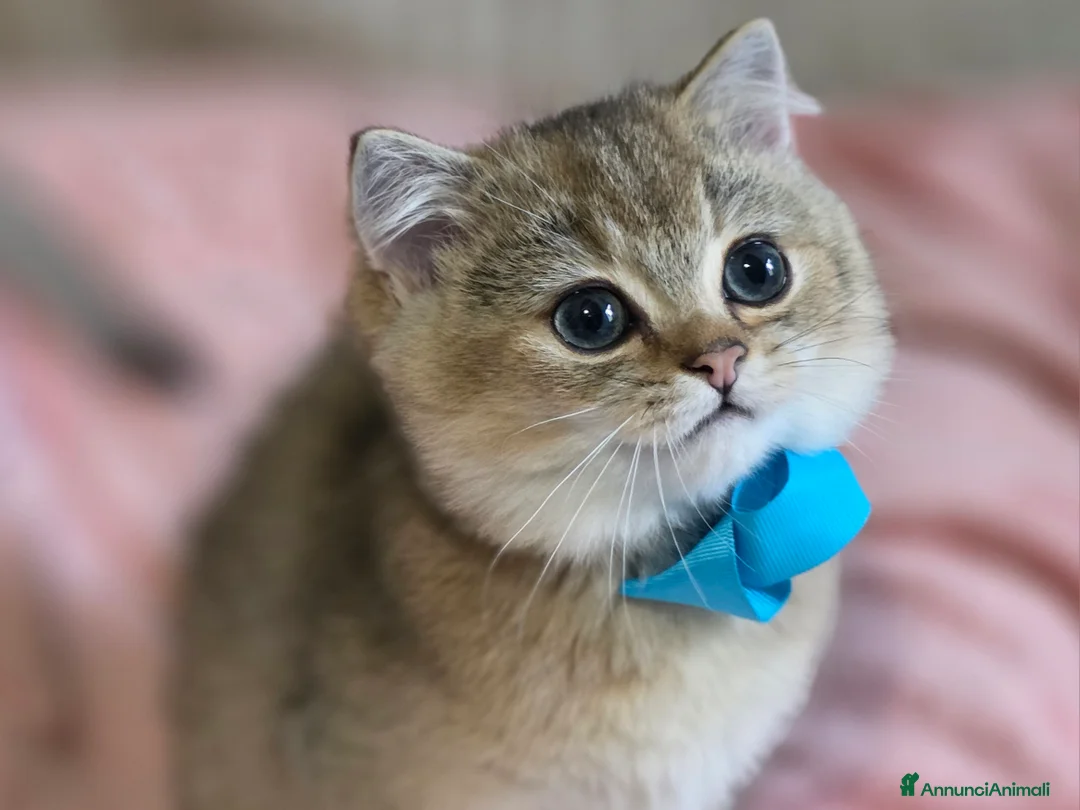 British gatti in vendita: Cuccioli British Shorthair Golden  - Annuncio 1