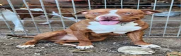 Pitbull cani in regalo: Drake Pitbull 20mesi e sorellaURGENTE CASA.COSENZA - Annuncio 5