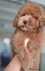 Barboncino Toy cani BARBONCINO TOY ROSSO - ULTIMO MASCHIETTO - Annuncio 1