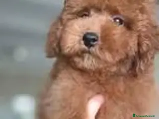 Barboncino Toy cani BARBONCINO TOY ROSSO - ULTIMO MASCHIETTO - Annuncio 1