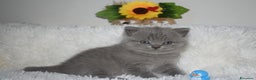 Scottish gatti in vendita: Scottish fold e straight - Annuncio 14