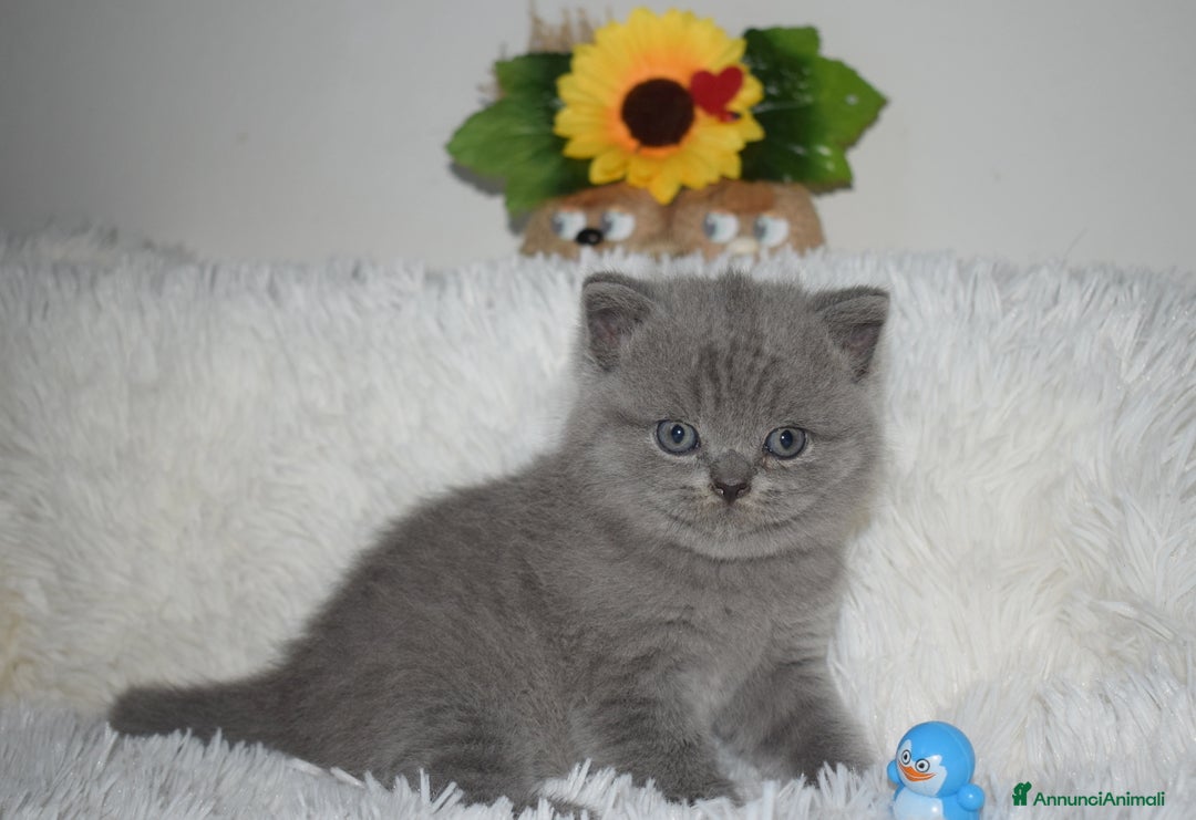 Scottish gatti in vendita: Scottish fold e straight - Annuncio 14