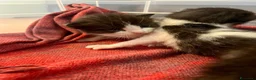 Meticcio gatti in regalo: Regalo 8 gattini (F/M) zona Sciacca (AG) a Libero consorzio comunale di Agrigento - Annuncio 7
