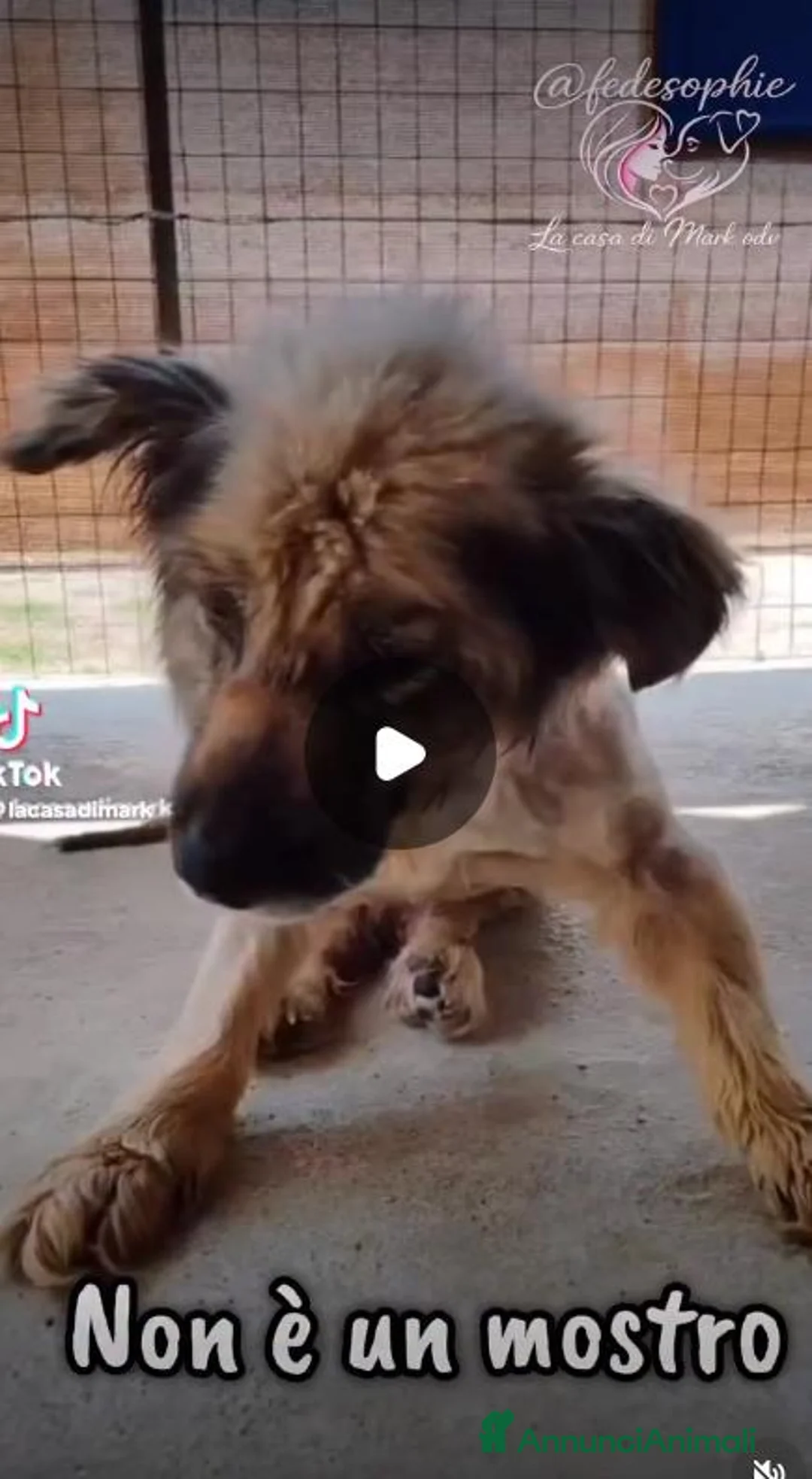 Meticcio cani in regalo: Eolo 9 anni - Annuncio 2