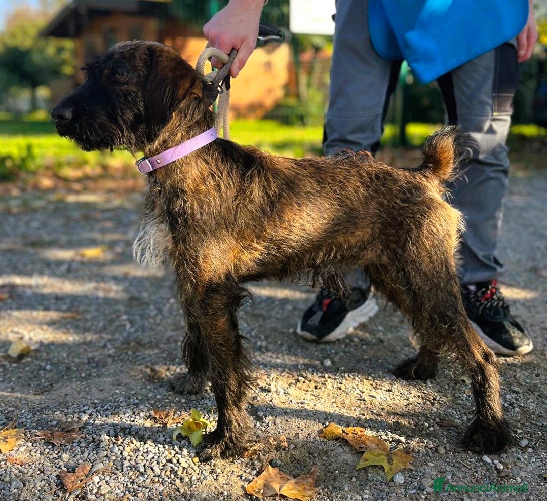 Meticcio cani in regalo: BISCOTTO SEGUGIO MAREMMANO - Annuncio 4