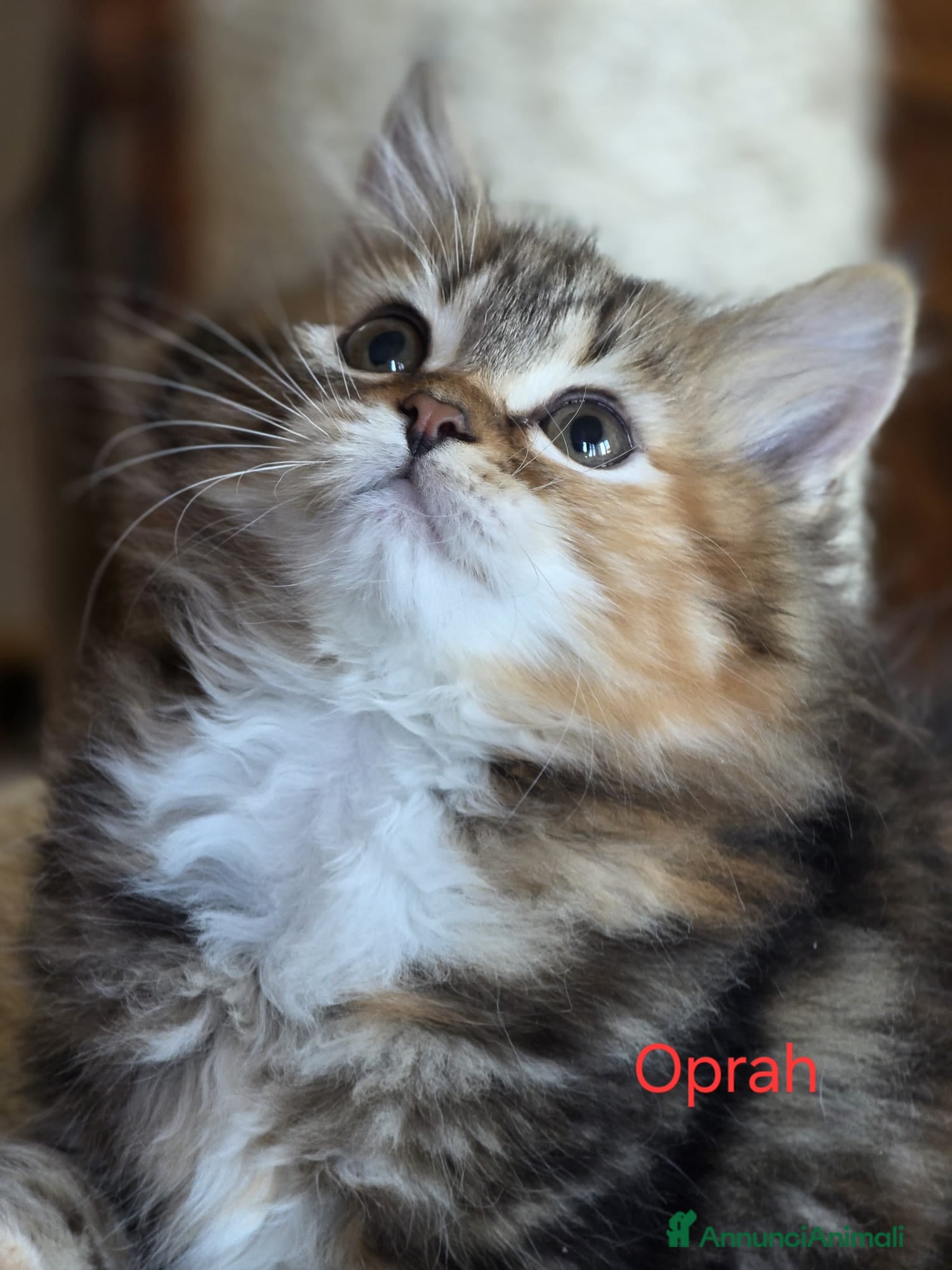 Siberiano gatti cucciola gatto siberiano - Annuncio 1