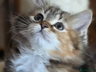 Siberiano gatti cucciola gatto siberiano - Annuncio 42