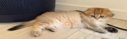 Scottish gatti in vendita: Scottish fold&straihgt - Annuncio 21