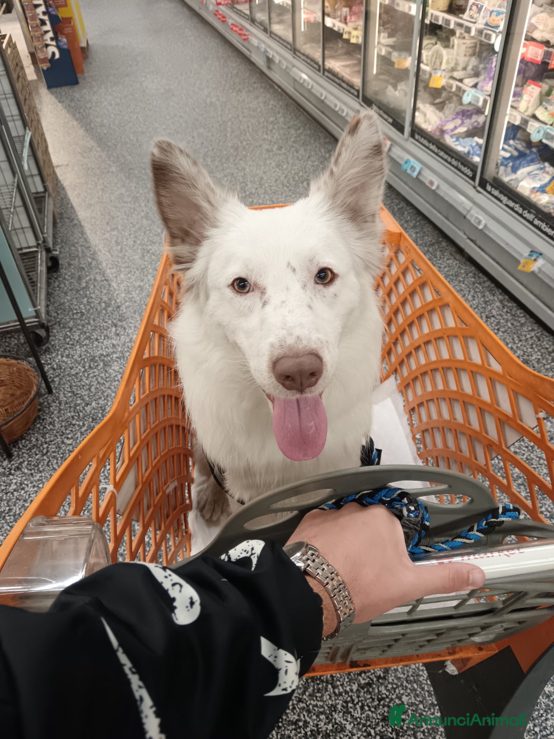 Border Collie cani in vendita: tequila - Annuncio 3