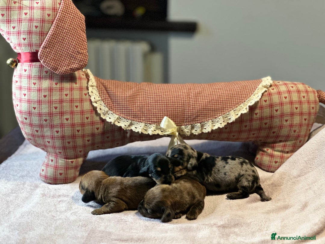 Bassotto cani in vendita: Bassotto Tedesco kaninchen/nano pedigree Enci - Annuncio 5