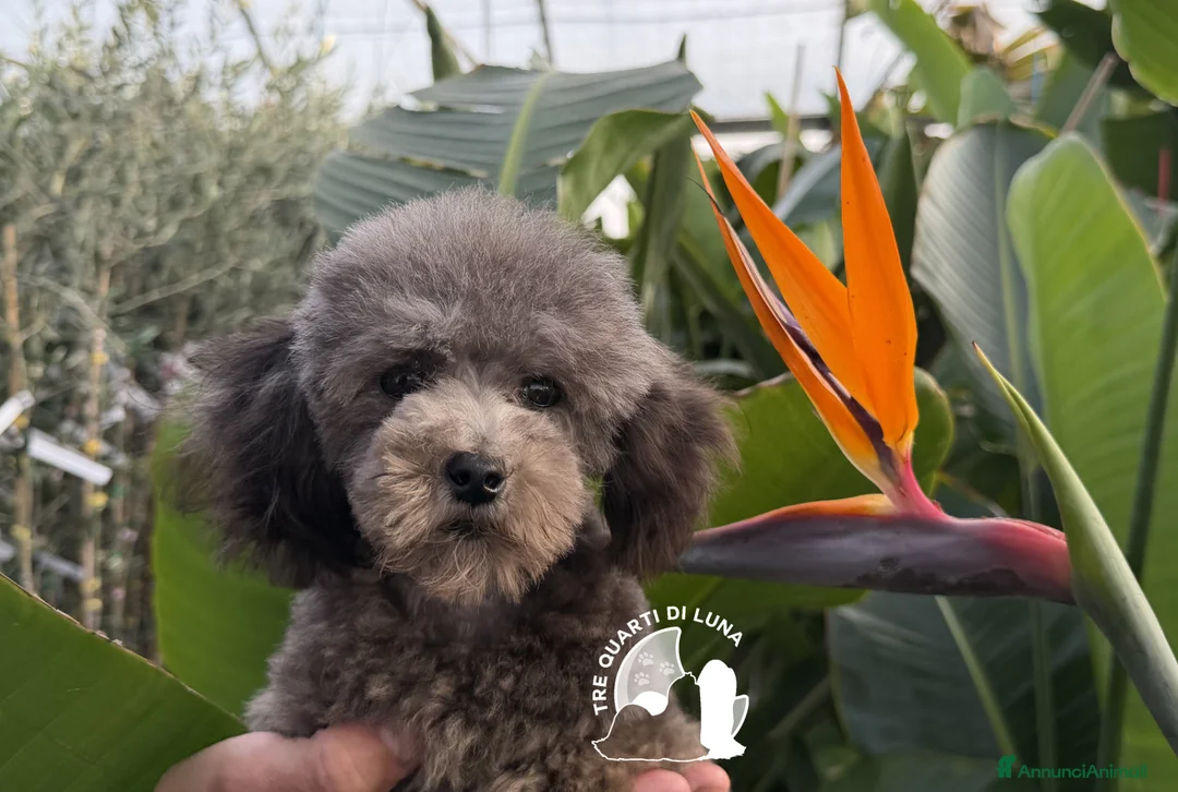 Barboncino Toy cani in vendita: Barboncino toy tre quarti di luna - Annuncio 2