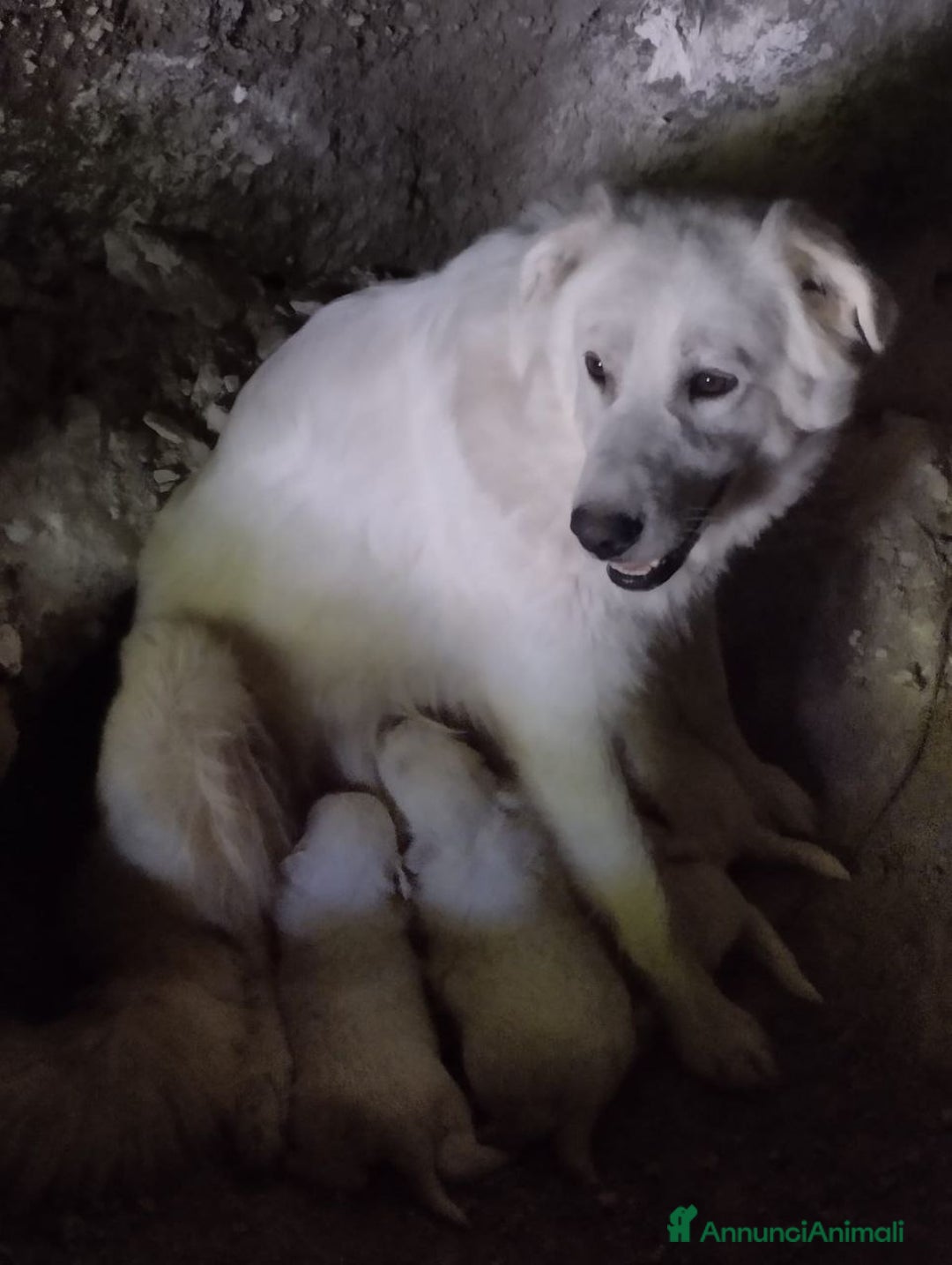 Pastore Maremmano cani in vendita: Cuccioli di pastore maremmano, 3 maschi, 1 femmina - Annuncio 1