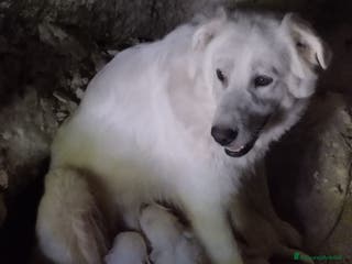 Pastore Maremmano cani Cuccioli di pastore maremmano, 3 maschi, 1 femmina - Annuncio 2