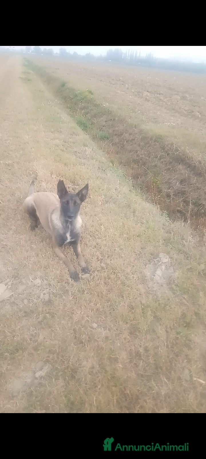 Pastore Belga cani Pastore belga malinois con pedigree  - Annuncio 1