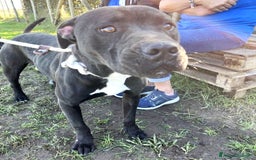 Pitbull cani in regalo: Magico Tyson a Provincia di Latina - Immagine 6