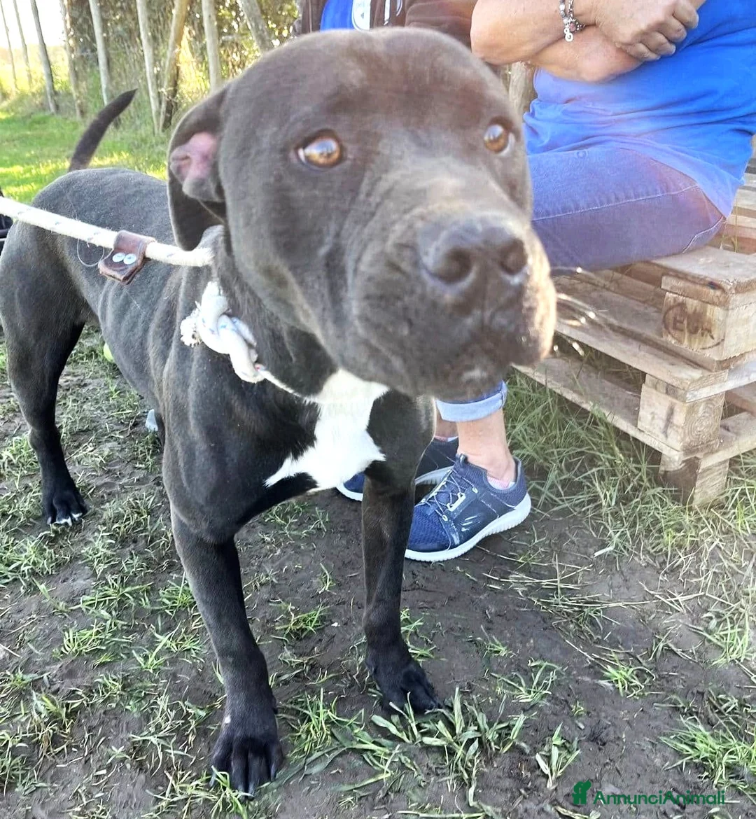 Pitbull cani in regalo: Magico Tyson a Provincia di Latina - Annuncio 6