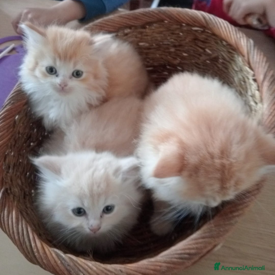 Persiano gatti in vendita: Gattini persiani normotipo  - Annuncio 12