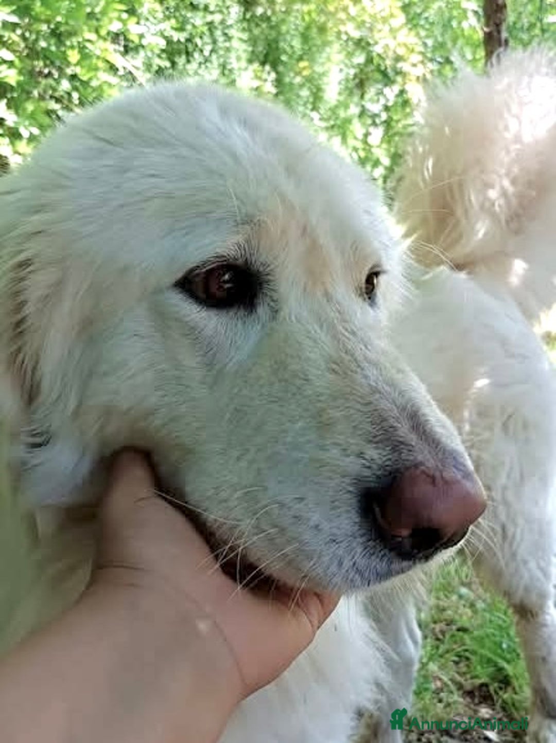 Pastore Maremmano cani in regalo: Leone buonissimo 3 anni  - Annuncio 5