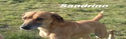 Meticcio cani in regalo: SANDRINO bravo e dolce - Annuncio 4