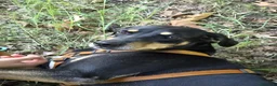 Meticcio cani in regalo: Skylar, stupenda simil segugia - Annuncio 1