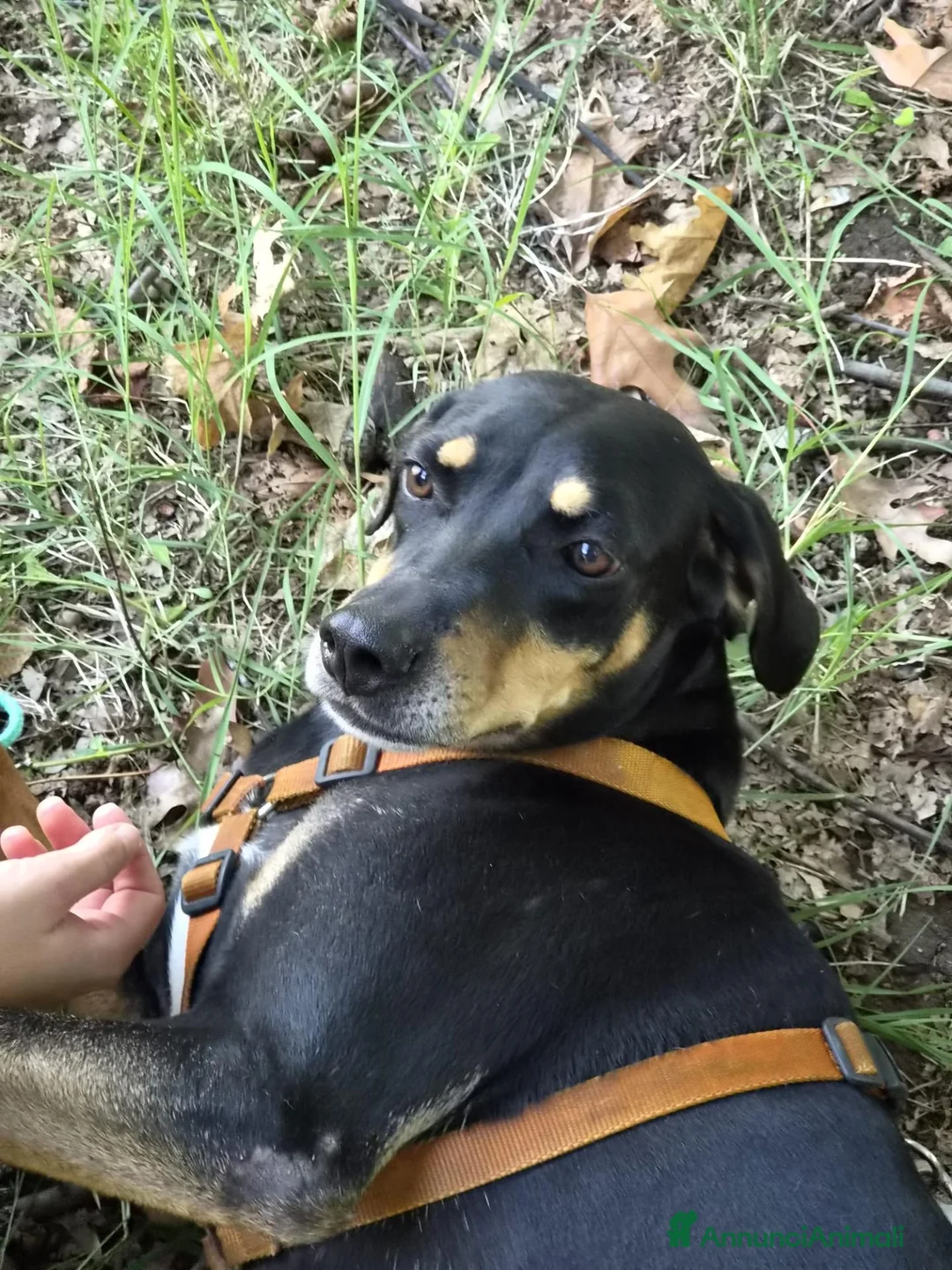 Meticcio cani in regalo: Skylar, stupenda simil segugia - Annuncio 1