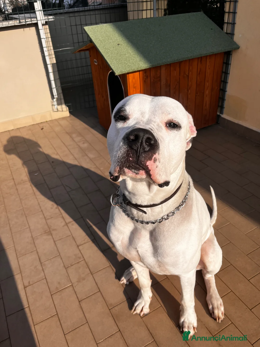 Dogo Argentino cani in regalo: Faustino cerca casa - Annuncio 2