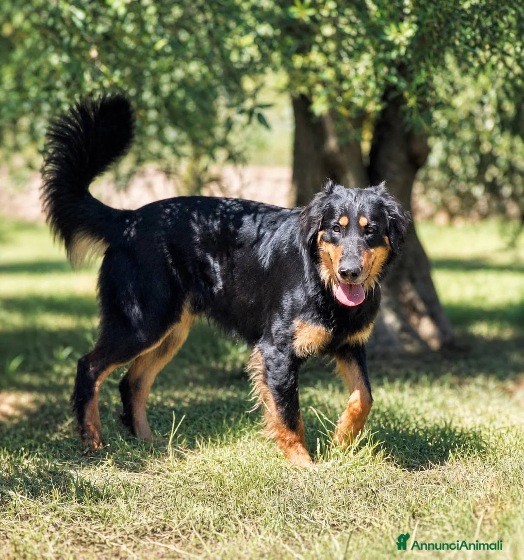 Hovawart cani in regalo: Noir, fiero ed elegante - Annuncio 1