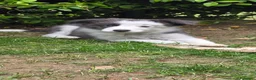 Border Collie cani in vendita: Border collie blue e bianco  - Annuncio 2