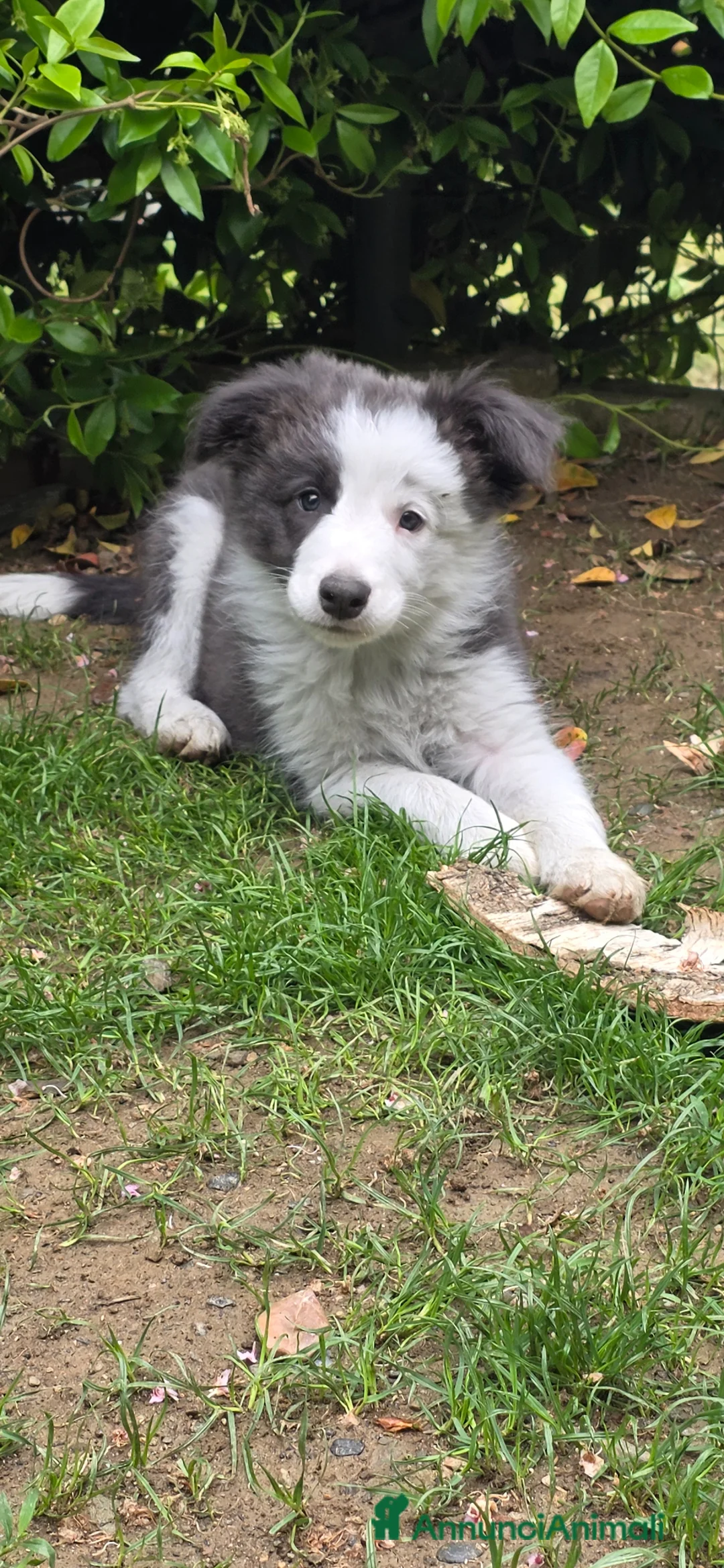 Border Collie cani in vendita: Border collie blue e bianco  - Annuncio 2