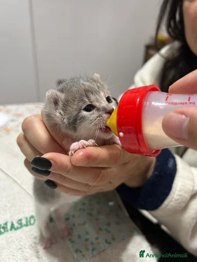 Immagine della galleria {{count}}