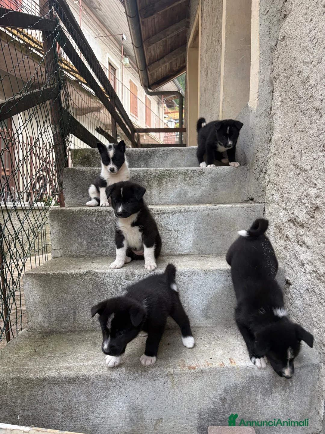 Cane da Orso della Carelia cani in vendita: Karelian Bear Dog  a Provincia del Verbano-Cusio-Ossola - Annuncio 8