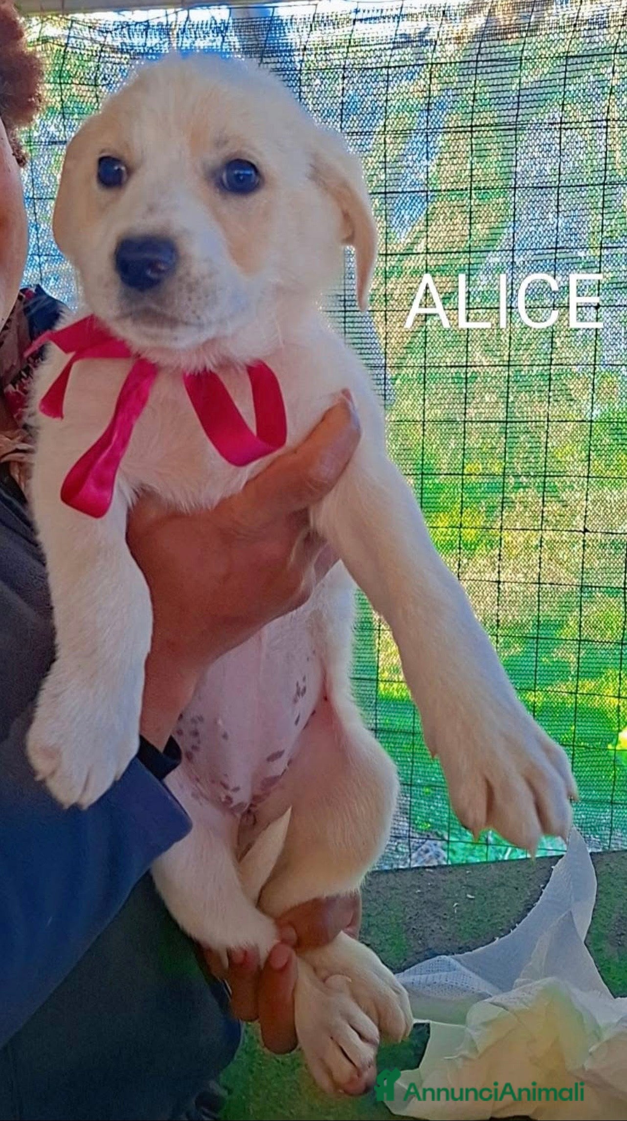 Meticcio cani Splendidi cuccioli simil labrador ma più belli - Annuncio 16