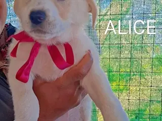 Meticcio cani Splendidi cuccioli simil labrador ma più belli - Annuncio 16