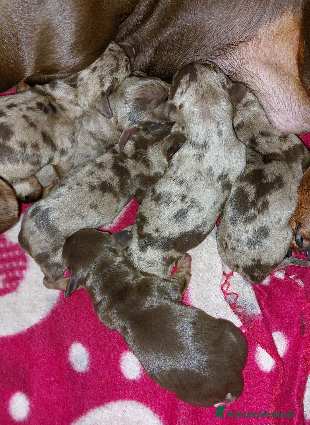 Bassotto cani in vendita: Cuccioli di Bassotto  - Annuncio 2