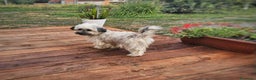 Shih Tzu cani in regalo: BUNNY, mix SHIH TZU tutto pelo! 4KG. - Annuncio 7